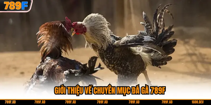 Giới thiệu về chuyên mục Đá gà 789F